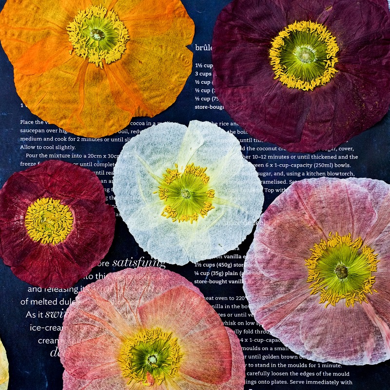 Art And Craft Photos - 1 pz, Fiori di Papavero Naturali