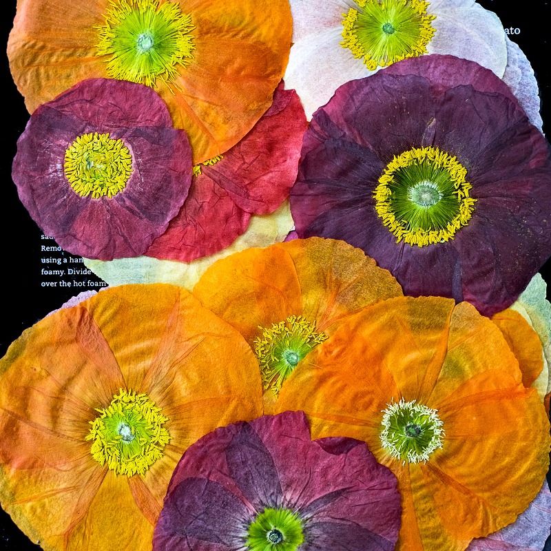 1 pz, Fiori di Papavero Natura - Art And Craft Photos recensione e prezzo