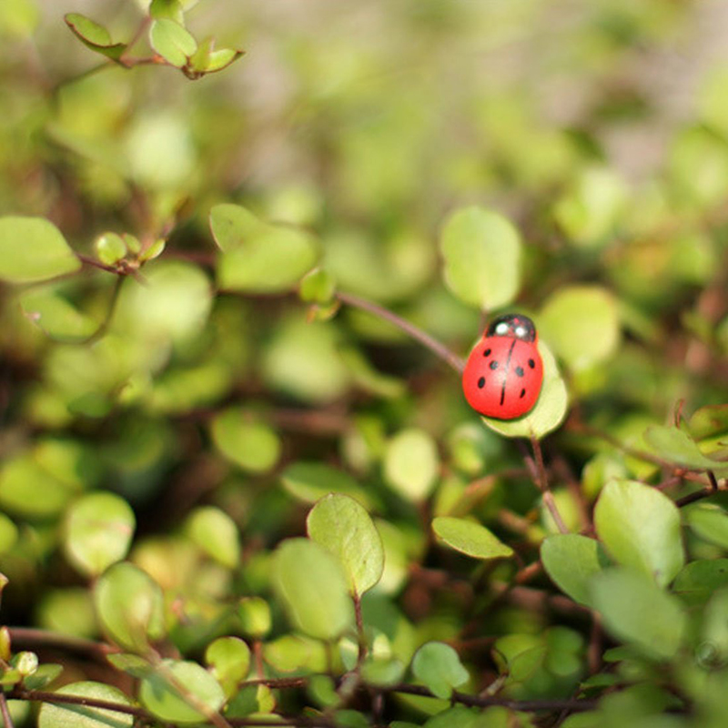 100pz Mini Coccinelle Adesive  - Art Craft Ladybug recensione e prezzo